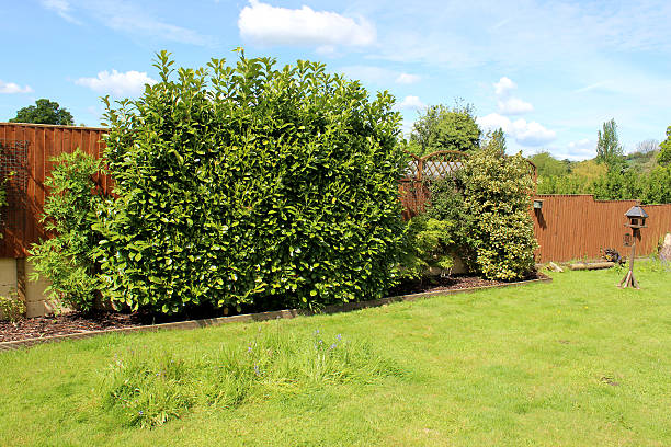 immagine giardino con recinzione in legno laurel siepi e lawn, - fence formal garden gardening ornamental garden foto e immagini stock