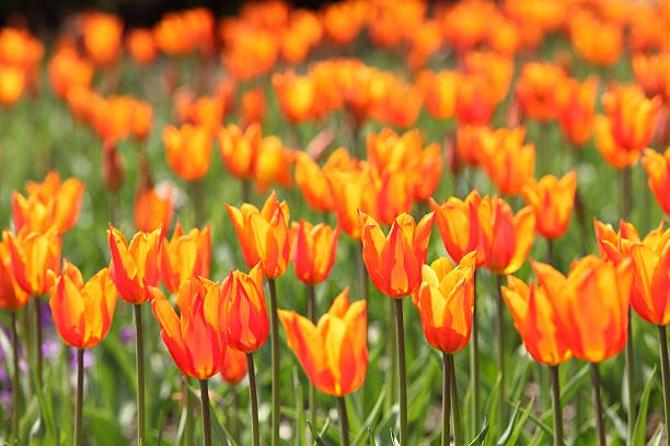 istock Flowers At The Park During Spring Season 492796741