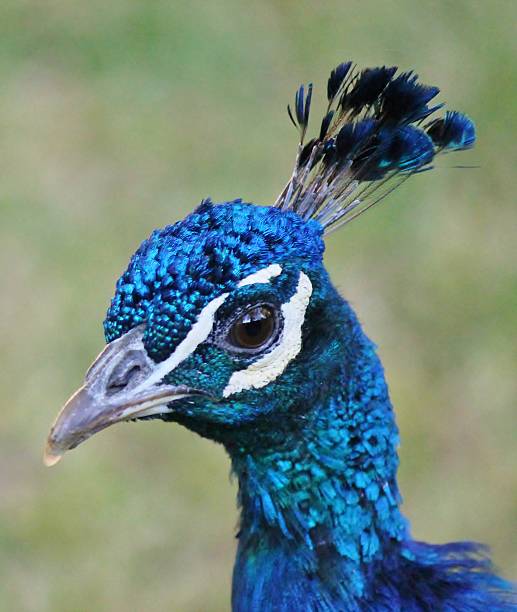 istock Peacock head male close up 492796751