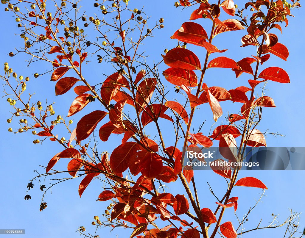 Rojo de otoño otoño hojas de un joven Júpiter, Lagerstroemia - Foto de stock de Achiote libre de derechos