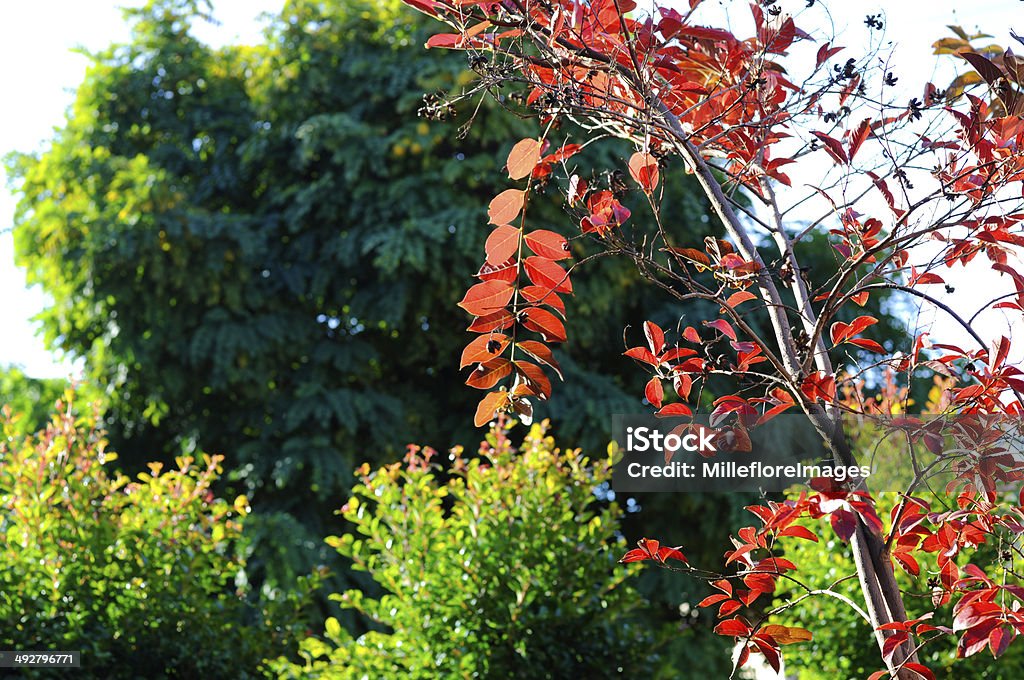 Red autumn fall leaves of a young Crepe Myrtle Red autumn fall leaves of a young Crepe Myrtle, Lagerstroemia indica, tree against green shrubs and trees for Arbor Day, greeting gard or wallpaper. Autumn Stock Photo