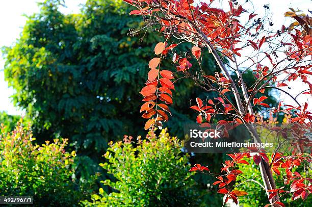 Red Autumn Fall Leaves Of A Young Crepe Myrtle Stock Photo - Download Image Now - Autumn, Botany, Bush