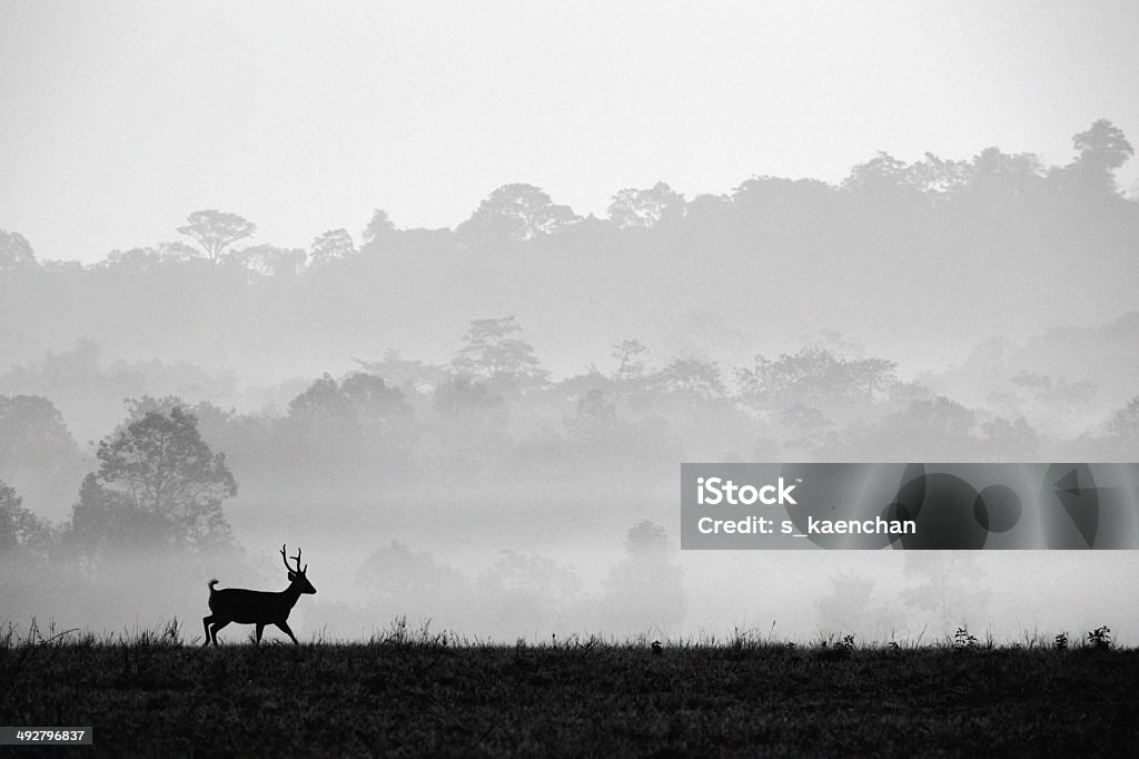 Hog deer with beautiful forest landscape. Hog deer are silhouette with beautiful forest landscape in the morning time. (black and white) Animals In The Wild Stock Photo Hog deer with beautiful forest landscape. Hog deer are silhouette with beautiful forest landscape in the morning time. (black and white) Animals In The Wild Stock Photo