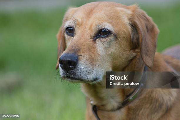 Faithful Old Friend Stock Photo - Download Image Now - Animal Body Part, Animal Head, Beige