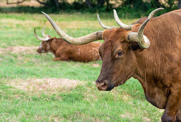 istock Texas longhorn cattle on pasture 492797089