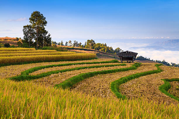istock Green Terraced Rice Field in Chiangmai, Thailand 492797129