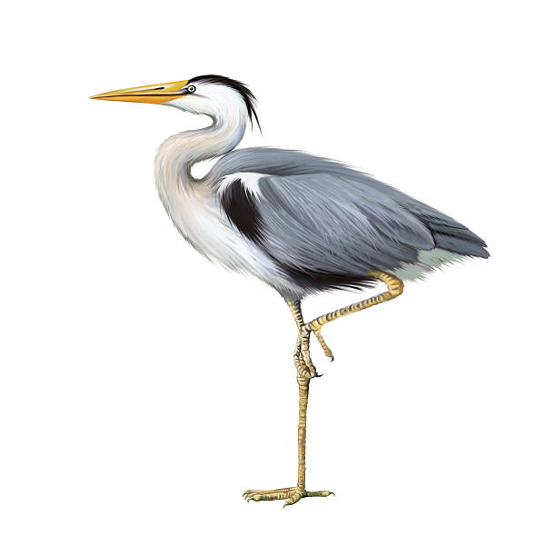istock Grey Heron standing, Ardea Cinerea, isolated on white 492797865
