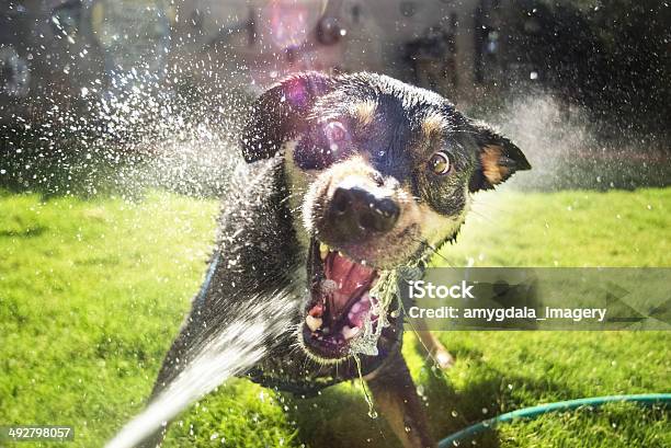 Viciously Niedlichen Hund Stockfoto und mehr Bilder von Hund - Hund, Bizarr, Wasser