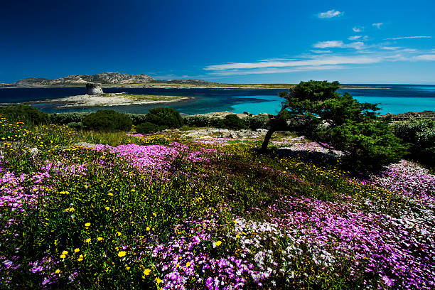 The Pelosa paradisiacal beach Sardinia stock photo