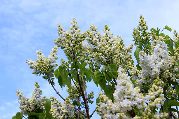 Photo showing the white flowers of a large common lilac tree, pictured against a pale blue sky in the sun.  This highly ornamental plant is a common sight in both gardens and parks, not only because its flowers are very pretty, but also because they are extremely fragrant and sweet smelling.