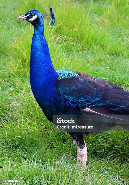 Immagine Di Pavone Uccello Maschio Con Colori Brillanti Piume - Fotografie stock e altre immagini di Accoppiamento animale