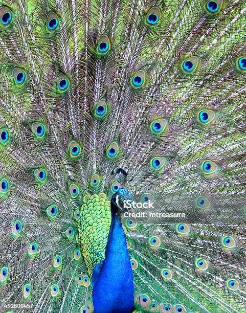 画像のピーコック雄鳥を見せ羽毛の輪を表示 - インドクジャクのストックフォトや画像を多数ご用意 - インドクジャク, カラー画像, クジャク