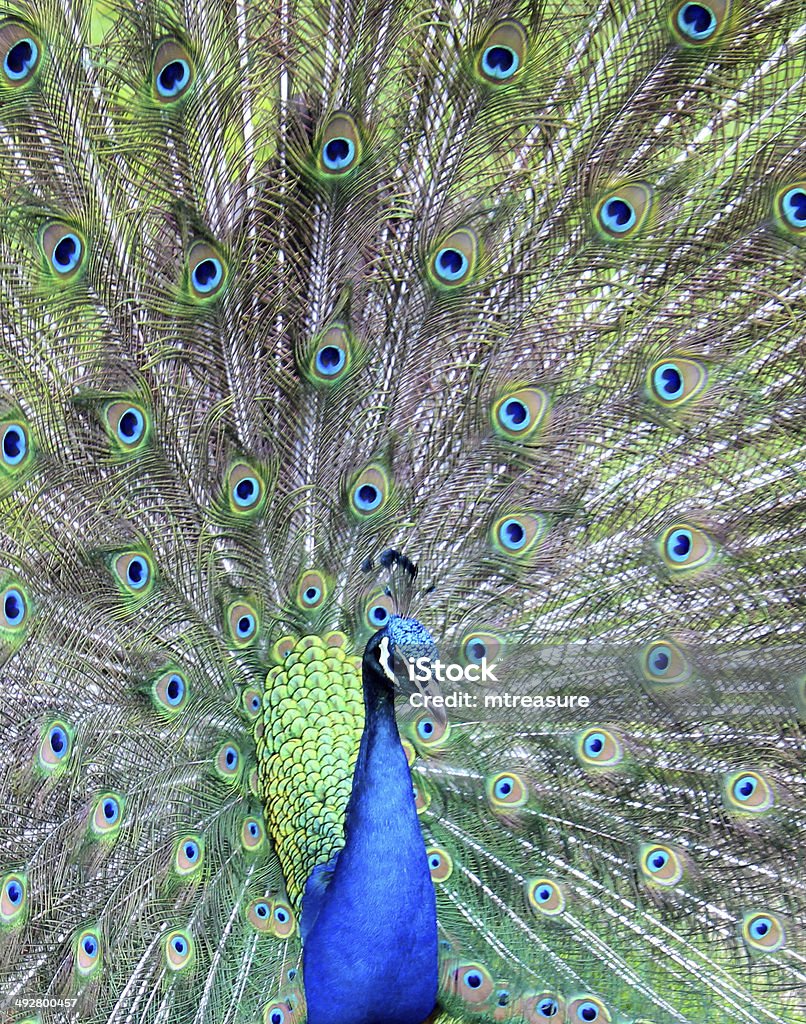 Imagem de pavão macho exibindo de pássaros, exibindo penas rodas - Foto de stock de Abrir em Leque royalty-free