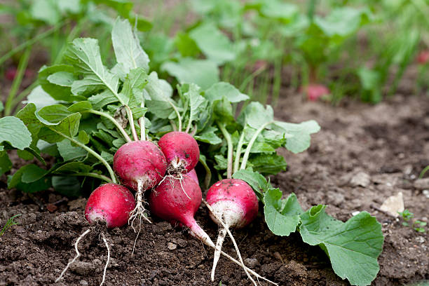 ravanelli freschi crescendo nel giardino - healthy eating macro vegetable farm foto e immagini stock
