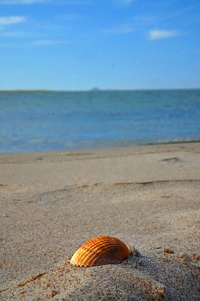 istock Sea shell closeup with sea background 492803136