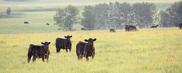 herde von rindern auf die great plains - okotoks stock-fotos und bilder