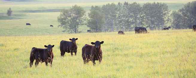 A herd of black angus cattle in Alberta, canada. The beef industry is a major industry in Alberta, where large ranches, especially in the foothills of the Canadian Rockies, are common. Here black angus cattle graze on a picture perfect pasture near Calgary. Themes include farming, ranching, animals, beef, cows, herding, grazing, pasture, agriculture, beef industry, raw food, and organic farm. Nobody is in the image. Panorama.