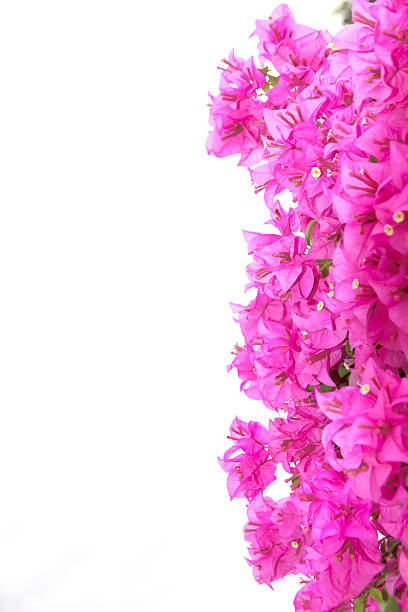 istock Stock Photo: Pink Bougainvillea flower isolated on white backgro 492804008