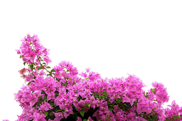 istock Stock Photo: Pink Bougainvillea flower isolated on white backgro 492804370