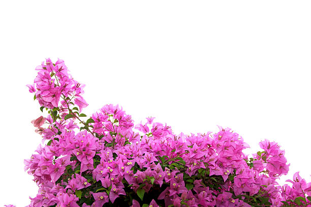 Stock Photo: Pink Bougainvillea flower isolated on white backgro stock photo