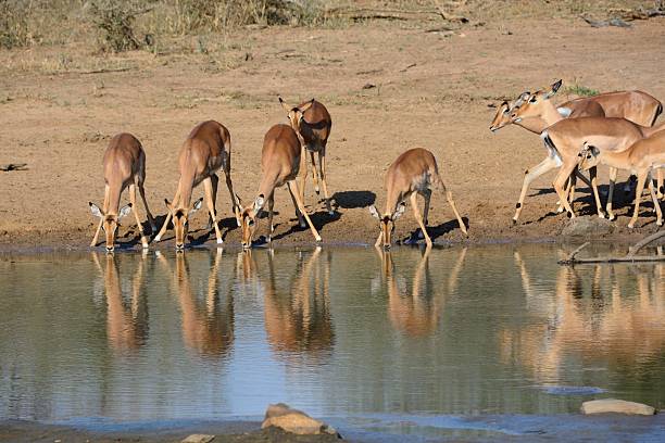 istock Impala herd drinkign at a waterhole in the afternoon heat 492804630