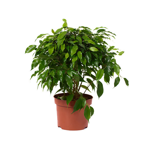 istock Ficus benjamina in flowerpot on white background 492805568