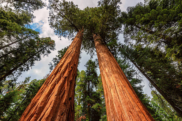 secoya gigante árboles en parque nacional de secoya, california - secoya fotografías e imágenes de stock