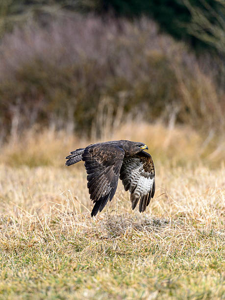 istock Beautiful Common Buzzard [Buteo Buteo] 492807806