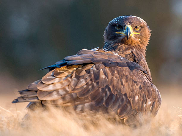 Beautiful Steppe Eagle [Aquila Nipalensis] Bird of Prey, Steppe Eagle  steppe eagle aquila nipalensis stock pictures, royalty-free photos & images