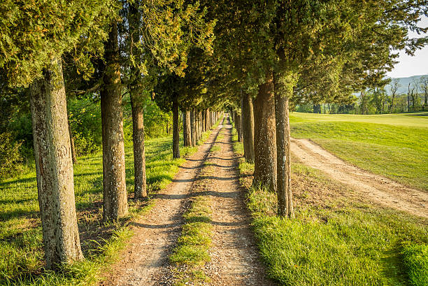 istock Pine tree alley and walk in Tuscany 492808114