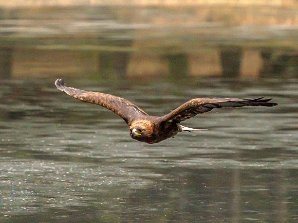 istock Beautiful Golden Eagle [Aquila Chrysaetos] 492809310