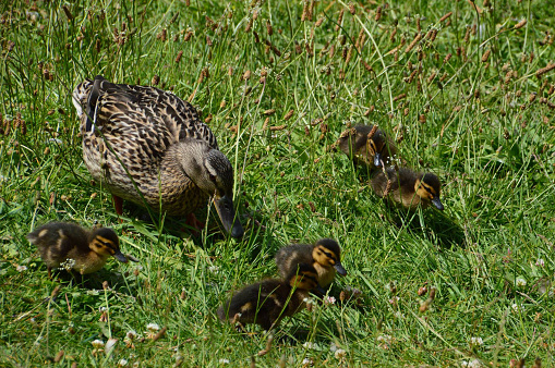 ducklings in nature