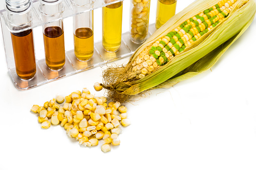 Corn generated ethanol in test tubes, with BIOFUEL on maize.