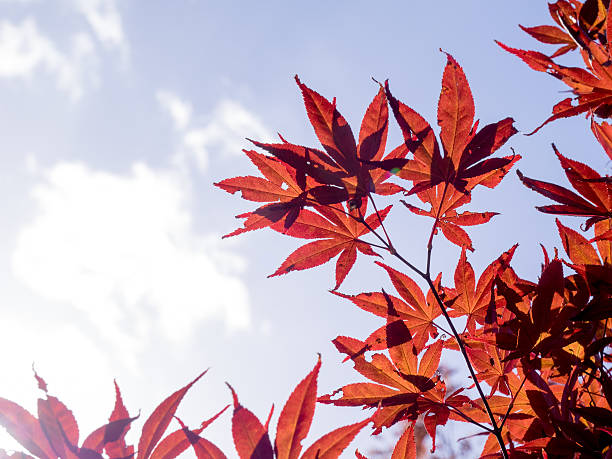 istock autumn in japan 492811788