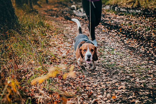 istock dog Basset hound in autumn forest 492812320
