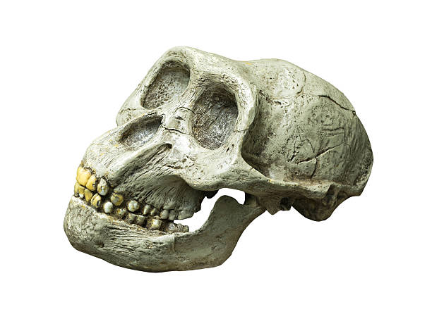 черепа из австралопитек africanus из африки - animal skull animal bone anatomy animal стоковые фото и изображения