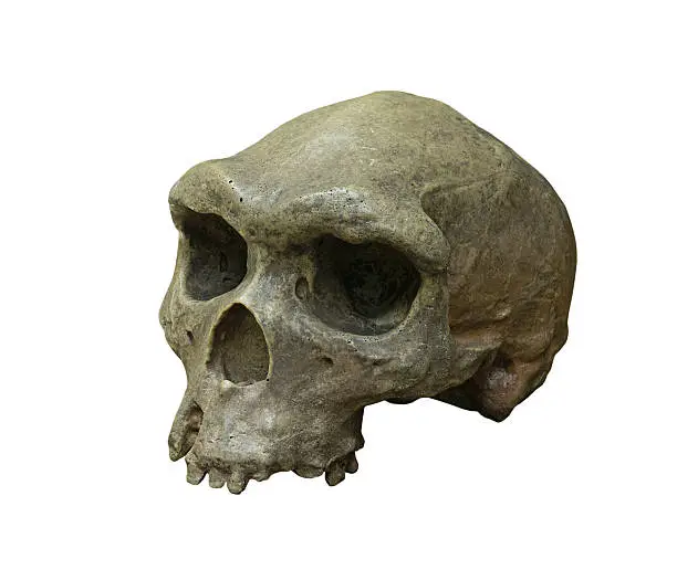 The skull of Homo erectus on the white background