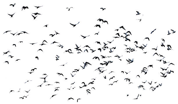 istock many pigeons flying in the air isolated 492814630