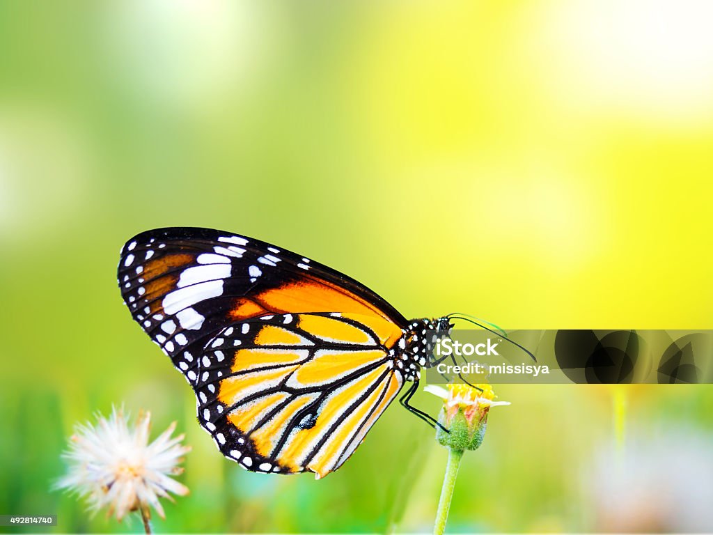 Beautiful Butterfly On A Flower In The Outdoor Nature Stock Photo ...
