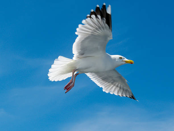 Herring gull in flight stock photo