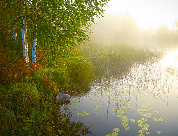 Landscape with birch, lake and green grass in morning lights. Finland
