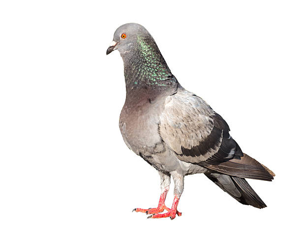 istock pigeon bird isolated on white background 492815368