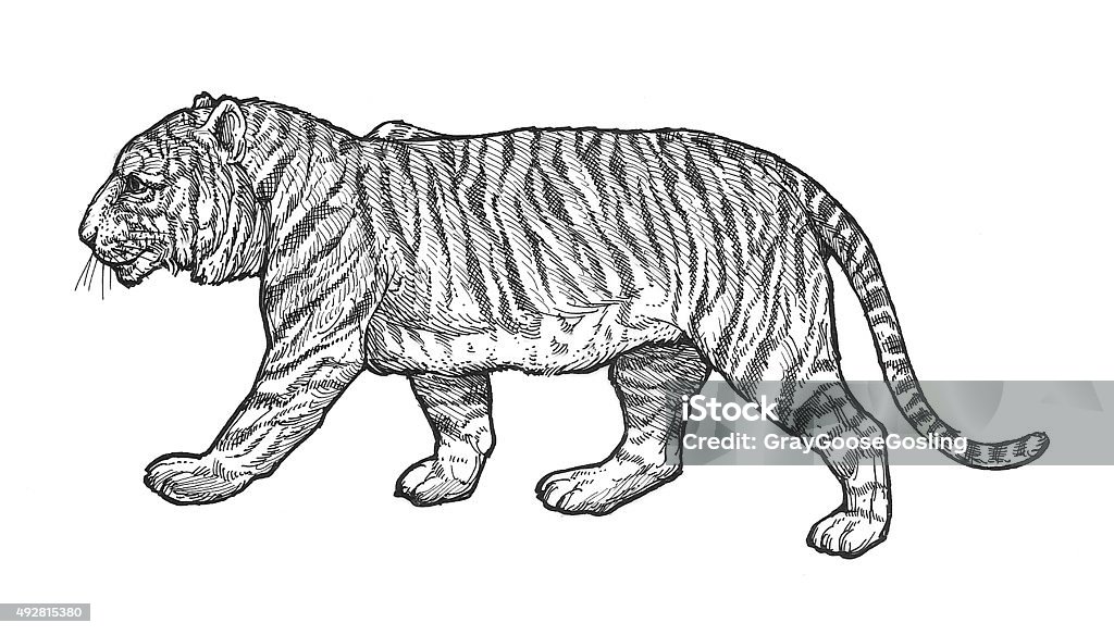 Tiger Pen and ink drawing of a Tiger by Craig Gosling in 1995 in his Indianapolis, Indiana home studio.  Tiger stock illustration