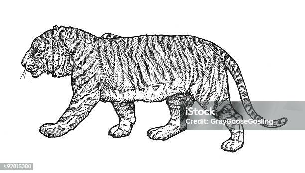 Tiger Stock Illustration - Download Image Now - Tiger, Walking, Pen And Ink