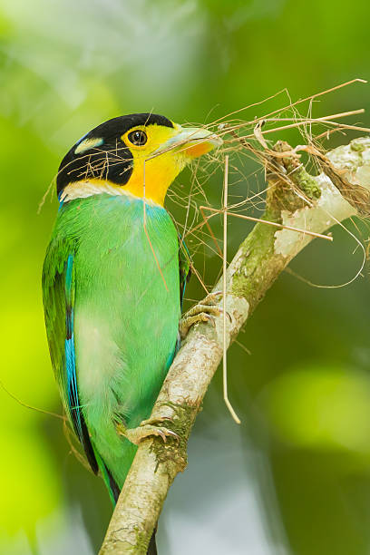 Portrait of Black-and-red Broadbill( Cybirhynchus macrohynchus)with her glass in nature of Thailand