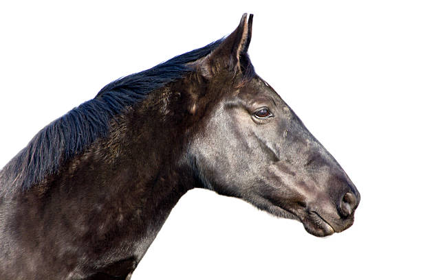 istock horse isolated on a white background 492816323