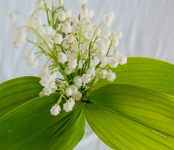 istock Lily of the valley 492816907