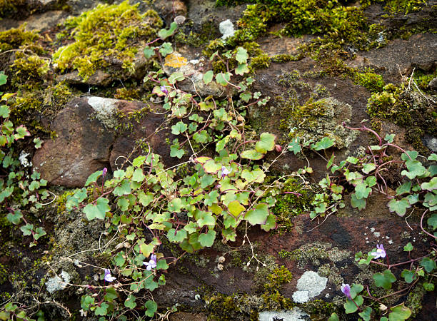 Moss and wild flowers growing on a wall Moss, algae and creeping wild flowers growing on a carrstone wall in West Norfolk. The flowering plant is Kenilworth Ivy (Cymbalaria muralis), also known as ivy-leaved toadflax, coliseum ivy, Oxford ivy, mother of thousands, pennywort and wandering sailor. linaria cymbalaria stock pictures, royalty-free photos & images