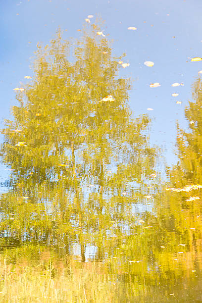 istock Tree and leaves on a lake surface in autumn 492817280