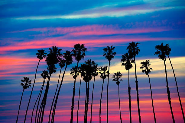 istock California palm trees sunset with colorful sky 492817309